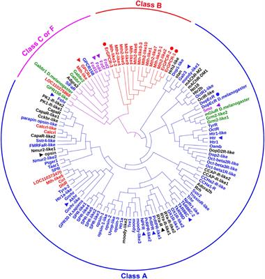 Identification and Functional Analysis of G Protein-Coupled Receptors in 20-Hydroxyecdysone Signaling From the Helicoverpa armigera Genome